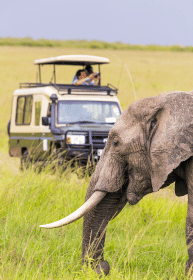 Bush Safaris