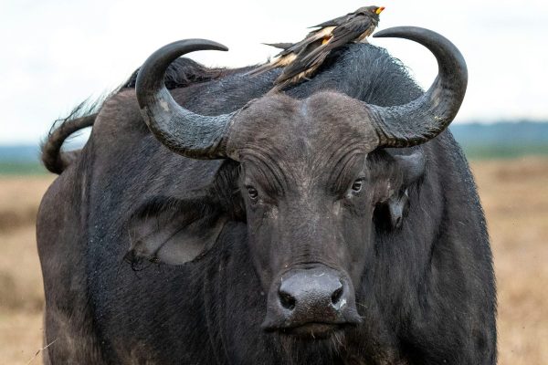 3 Days 2 Nights Samburu National Reserve Safari