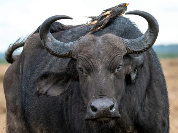 3 Days 2 Nights Samburu National Reserve Safari