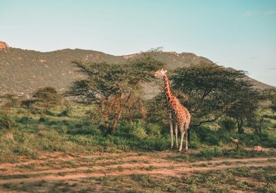 2 Days 1 Night Mount Kenya National Park Safari