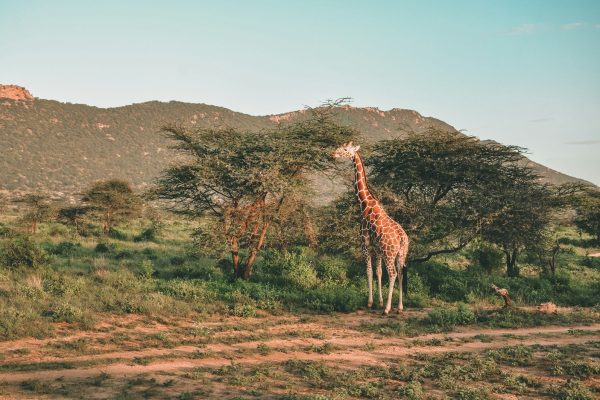 2 Days 1 Night Mount Kenya National Park Safari