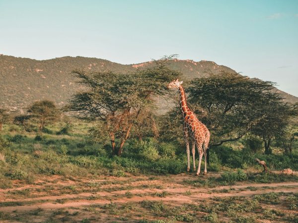2 Days 1 Night Mount Kenya National Park Safari