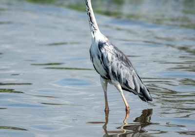 2 Days 1 Night Lake Naivasha Safari Package