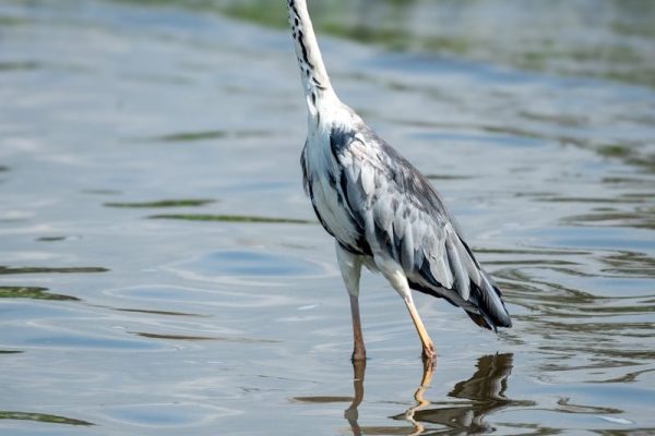 2 Days 1 Night Lake Naivasha Safari Package