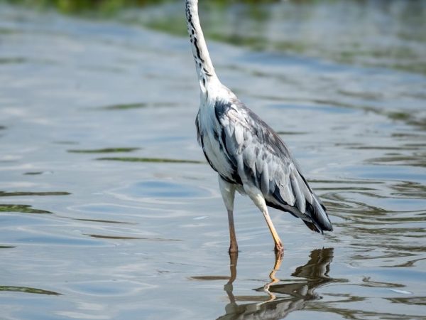 2 Days 1 Night Lake Naivasha Safari Package