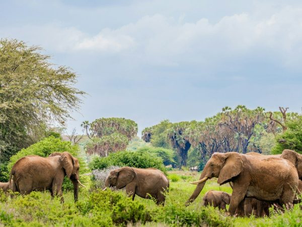 3 Days 2 Nights Samburu National Reserve Safari