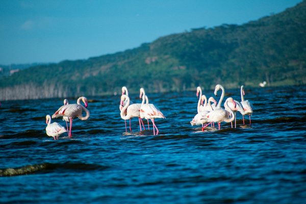 2 Days 1 Night Lake Nakuru National Park Safari