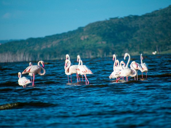 2 Days 1 Night Lake Nakuru National Park Safari