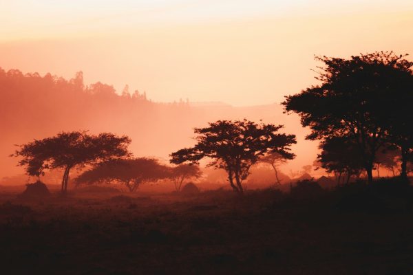 5 Days 4 Nights Rwanda Wildlife & Cultural Safari Package