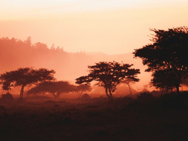 5 Days 4 Nights Rwanda Wildlife & Cultural Safari Package